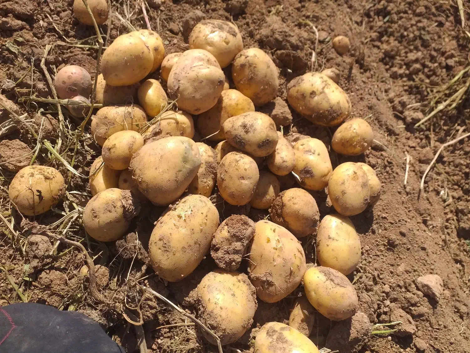 فروش سیب زمینی جلی|عمدهفروشی|داران, |دیوار