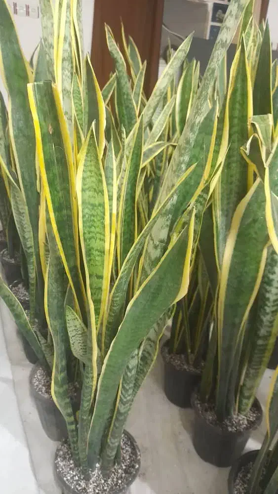 گیاه سانسفریا|گل و گیاه طبیعی|اهواز, شریعتی جنوبی|دیوار