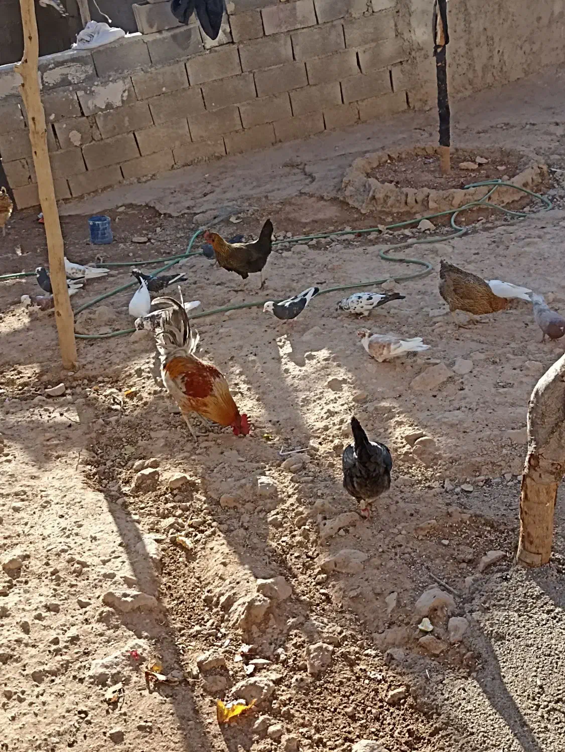 کبوتر|پرنده|رودشت (چهارمحال و بختیاری), |دیوار