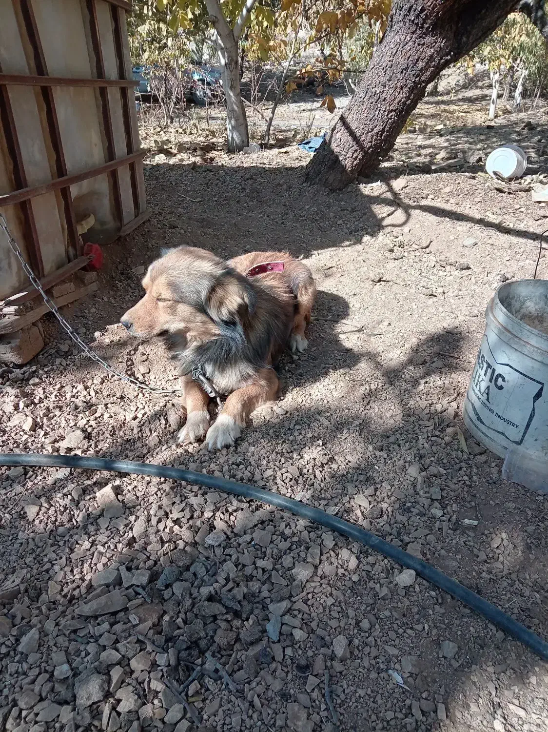 سگ برای نگهداری در باغ|سگ|زاینده رود, |دیوار