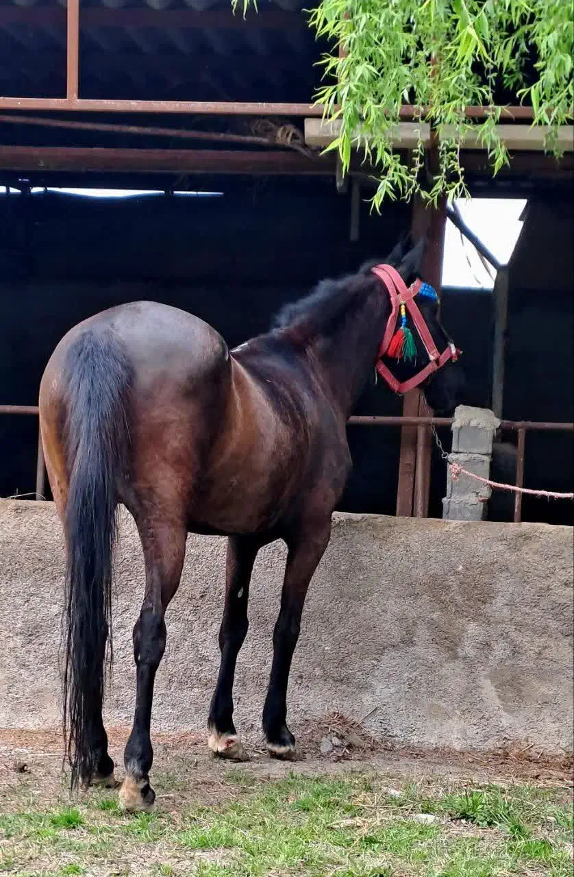 مادیون یرقه|اسب و تجهیزات اسب‌سواری|کردکوی, |دیوار