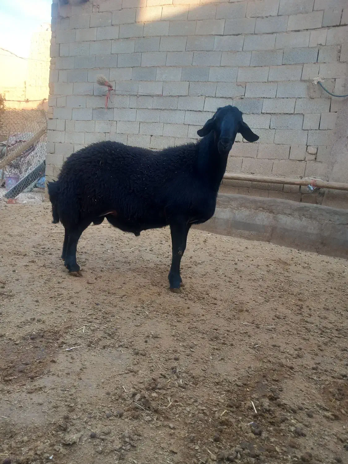 میش نر|حیوانات مزرعه|کبودرآهنگ, |دیوار