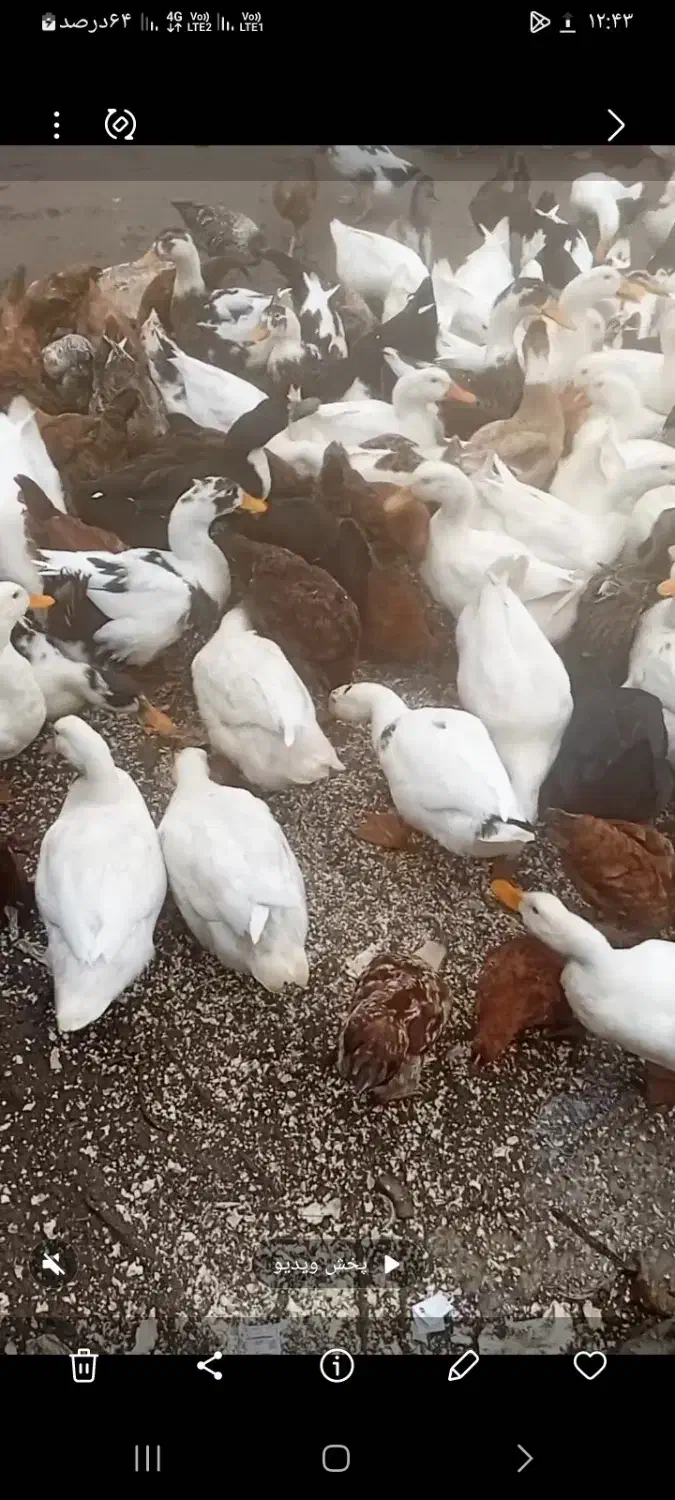 اوردک محلی|حیوانات مزرعه|چابکسر, |دیوار