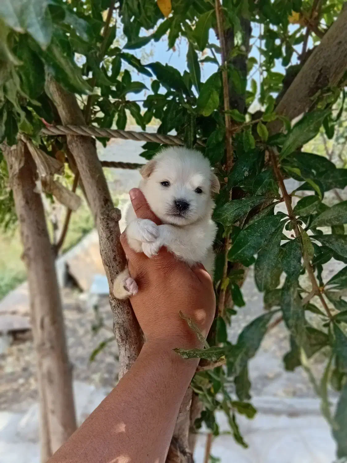 پامر کوچلو جیبی فقط 2.200.000|سگ|فردیس, قریشی|دیوار