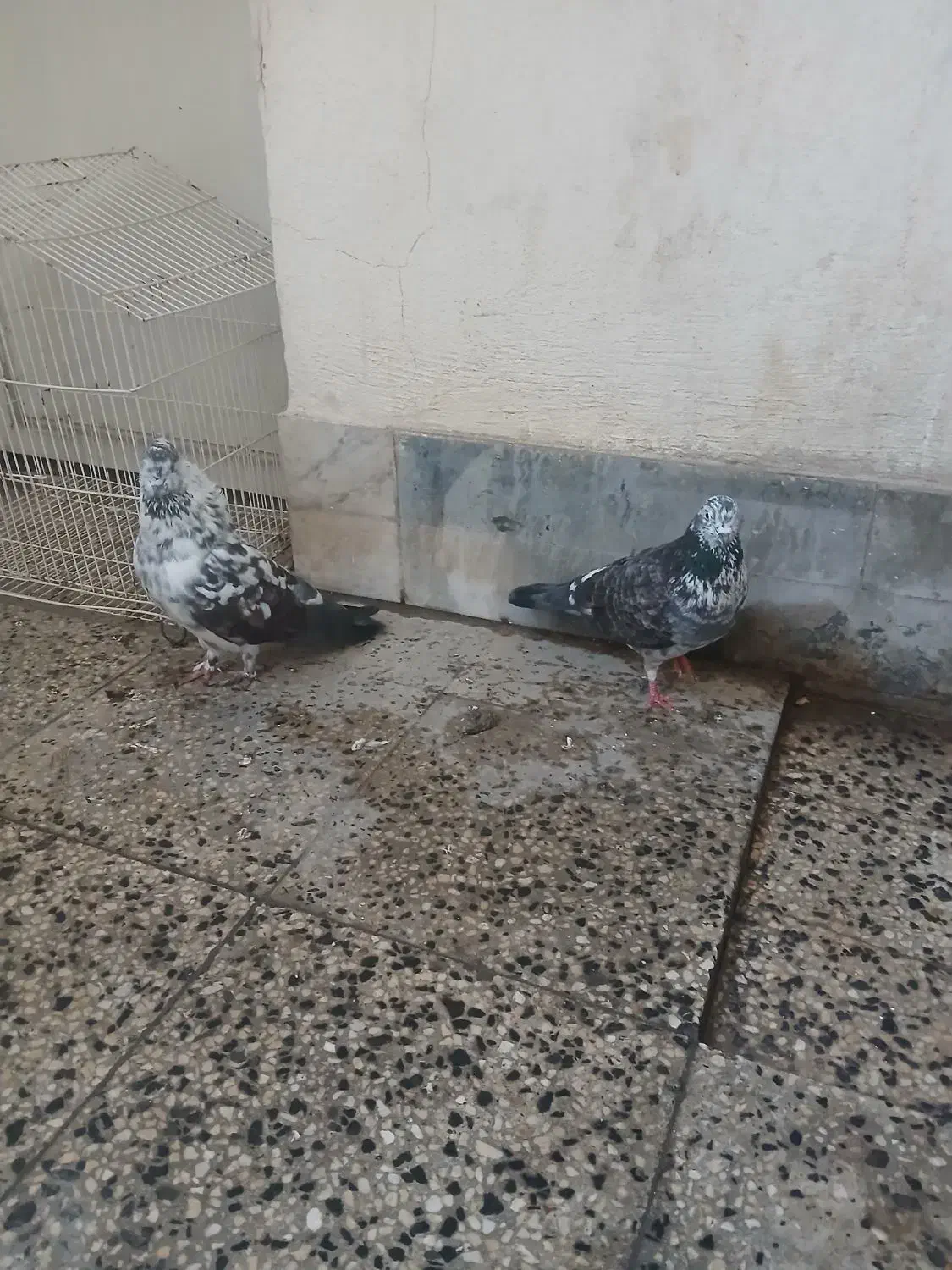 کبوتر پرشی|پرنده|نوشهر, |دیوار