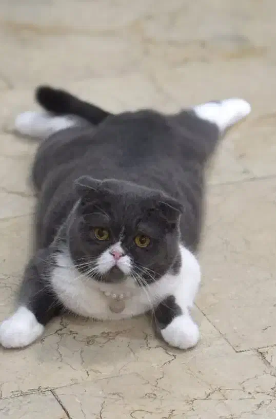 واگذاری گربه اسکاتیش فولد نر بلو|گربه|کرج, میدان میوه و تره بار مرکزی|دیوار