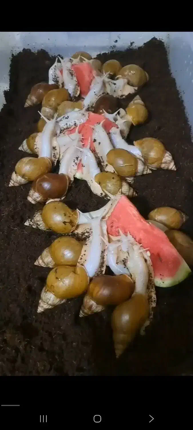 حلزون سوپرمولد|خزنده|قم, شاه ابراهیم|دیوار