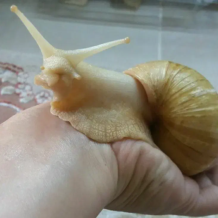 حلزون آچاتینا، هم پت و هم جوان سازی پوست|خزنده|لار, |دیوار