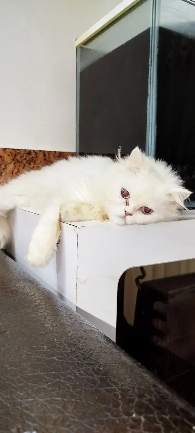 گربه پرشین.|گربه|گرگان, |دیوار