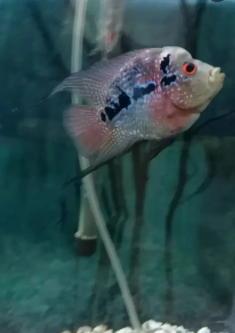 فلاور. اسکار.|ماهی|اردبیل, |دیوار