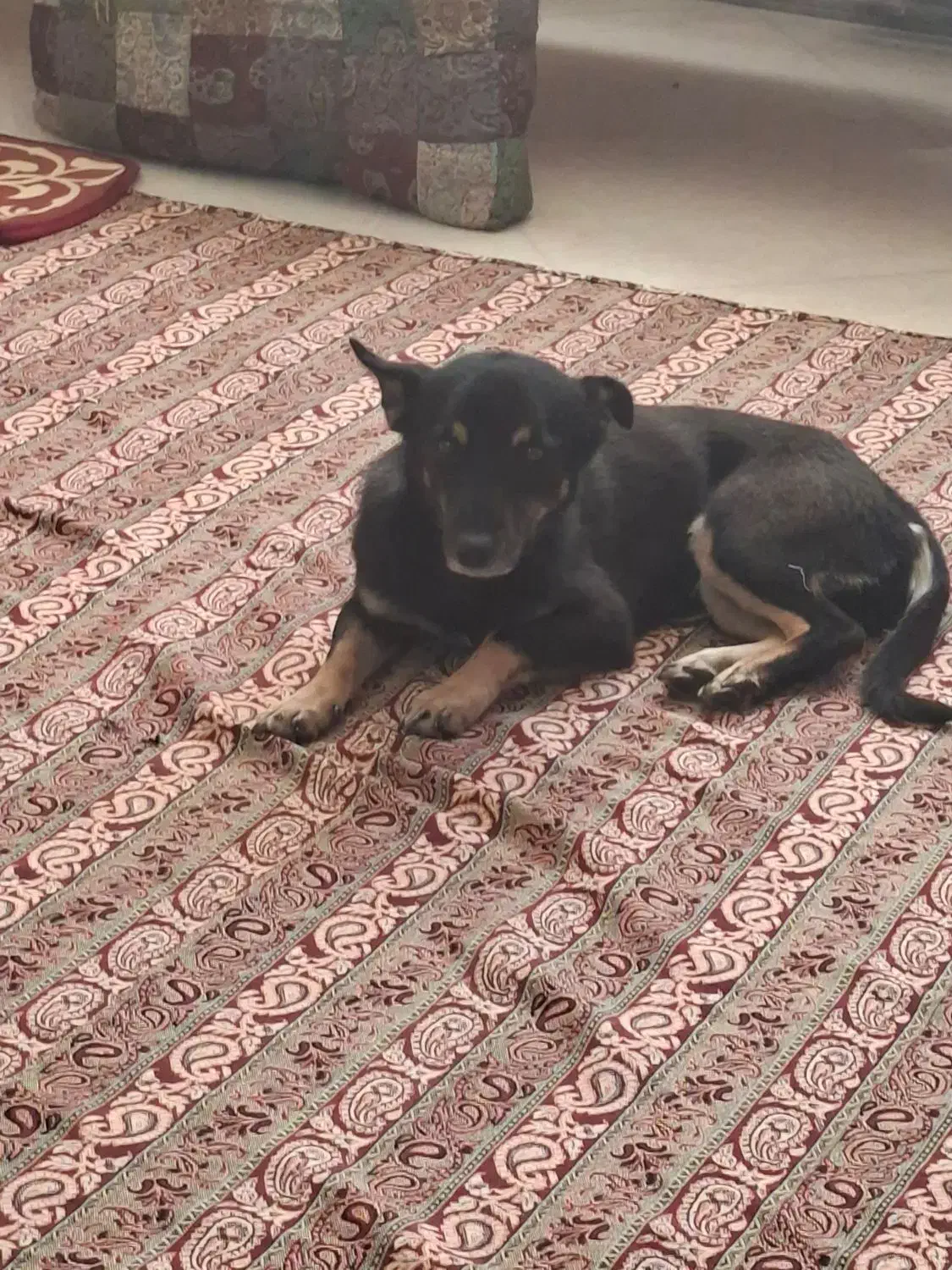 سگ نژاد لینک شایلر هیلر ماده عقیم شده شناسنامه دار|سگ|مشهد, جاهد شهر|دیوار