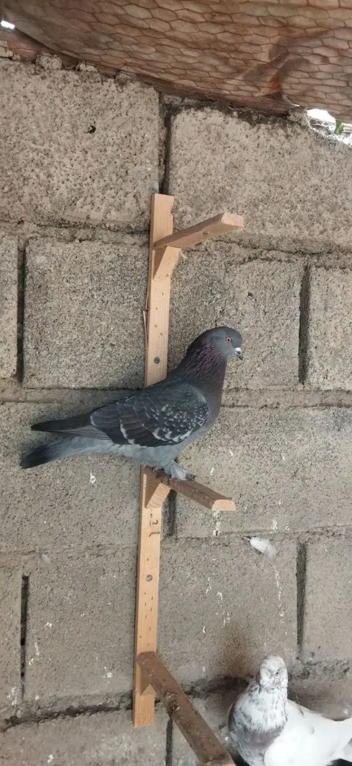 کبوتر مگسی|پرنده|فاضل آباد, |دیوار