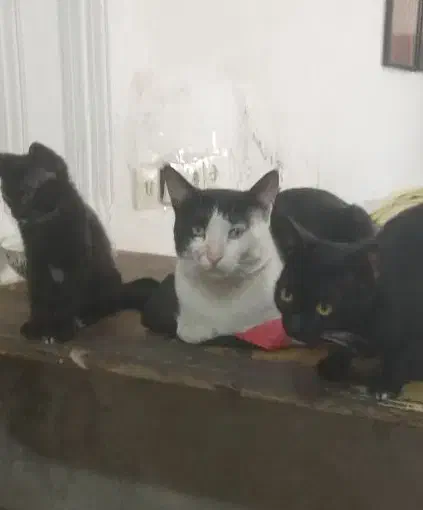 گربه گمشده|حیوانات|مشهد, نوده|دیوار