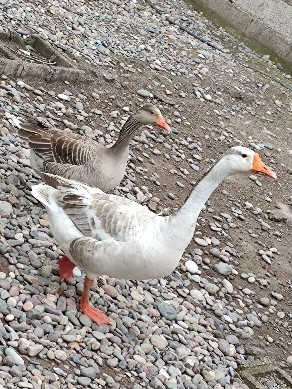 غاز|حیوانات مزرعه|رشت, حومه رشت|دیوار