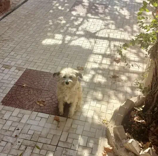 واگذاری رایگان سگ|سگ|رودهن, |دیوار