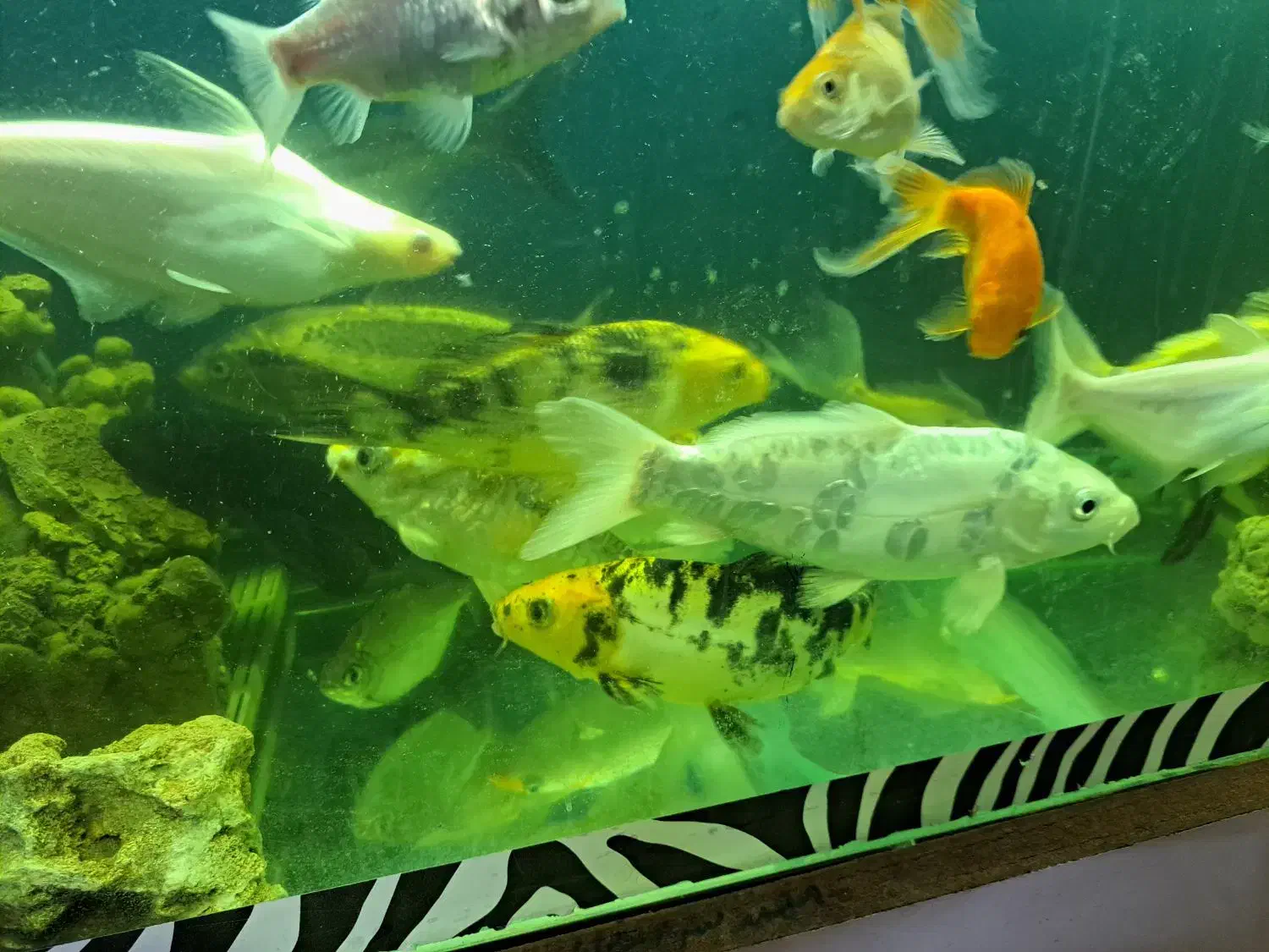 فروش انواع ماهی خانگی|ماهی|اصفهان, مسجد مصلی|دیوار