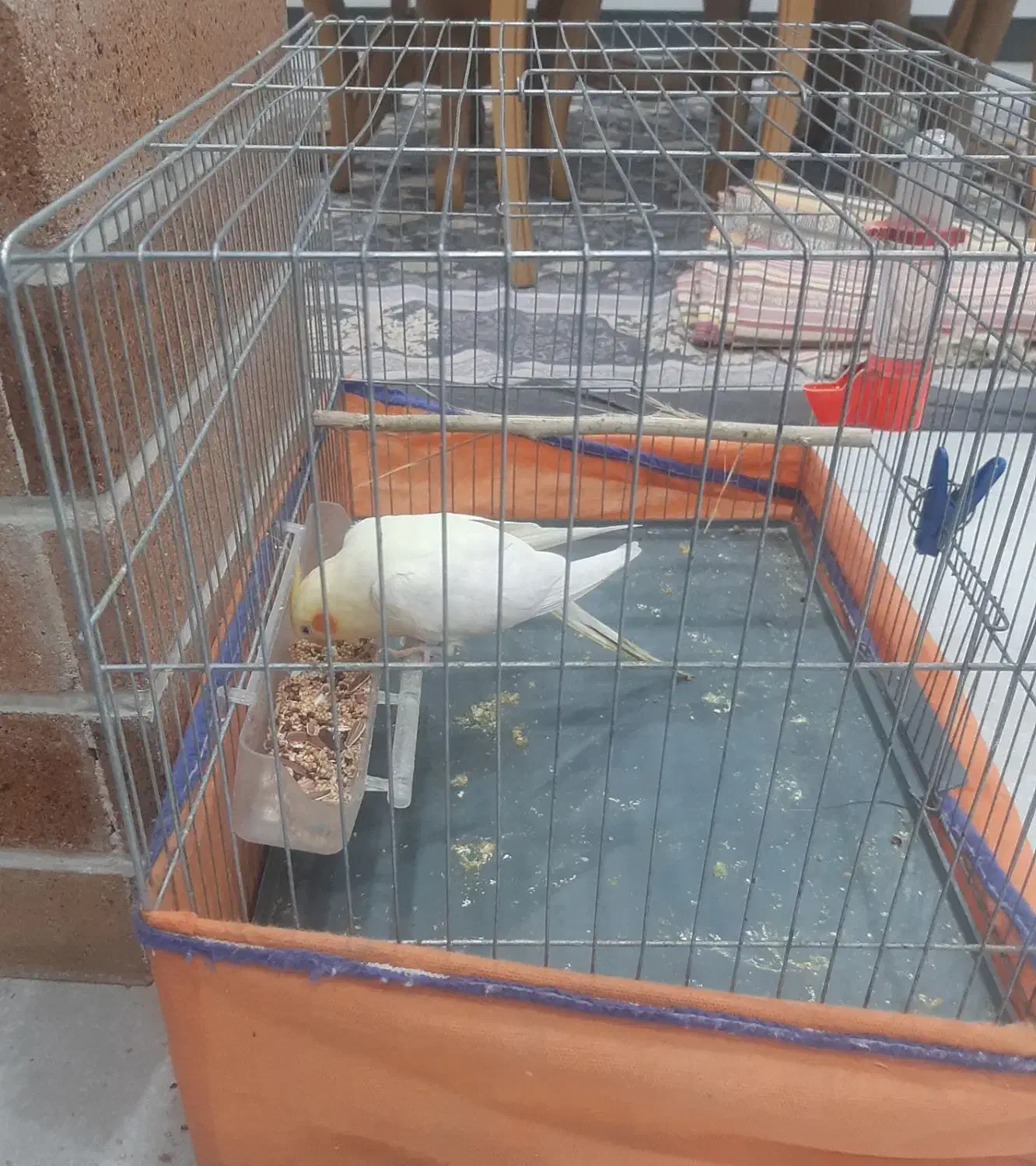 عروس هلندی|پرنده|دزفول, |دیوار