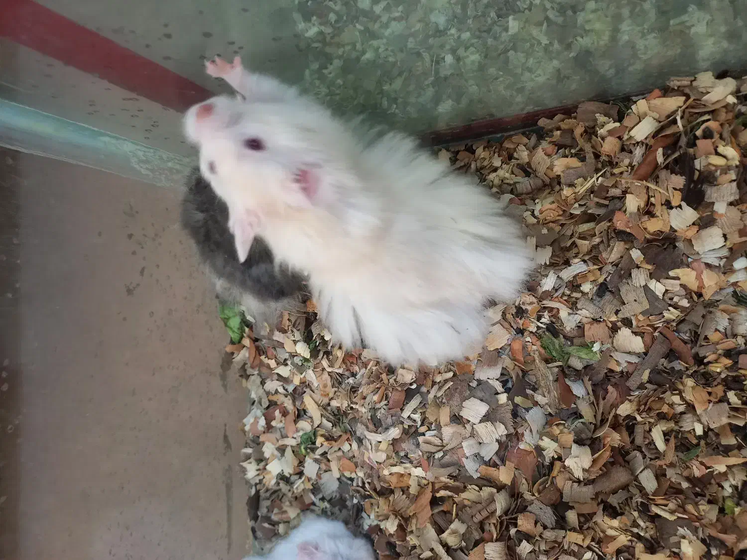 همستر|موش و خرگوش|کرج, اسدآباد|دیوار