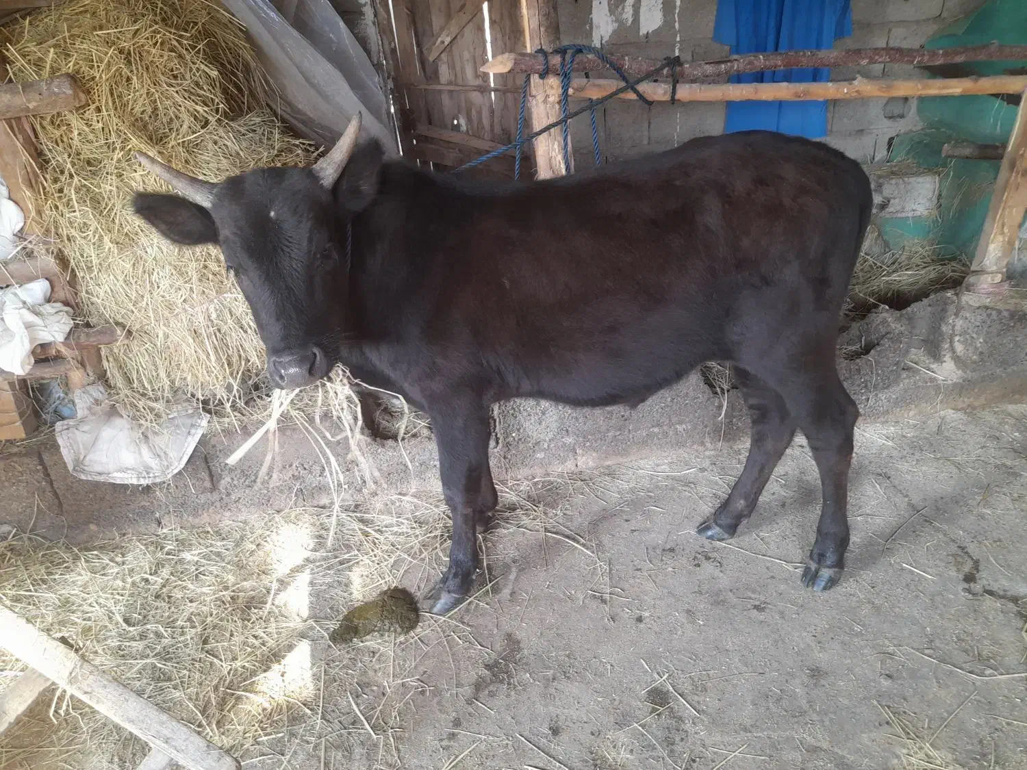 ورزا کوله|حیوانات مزرعه|رشت, منظریه|دیوار