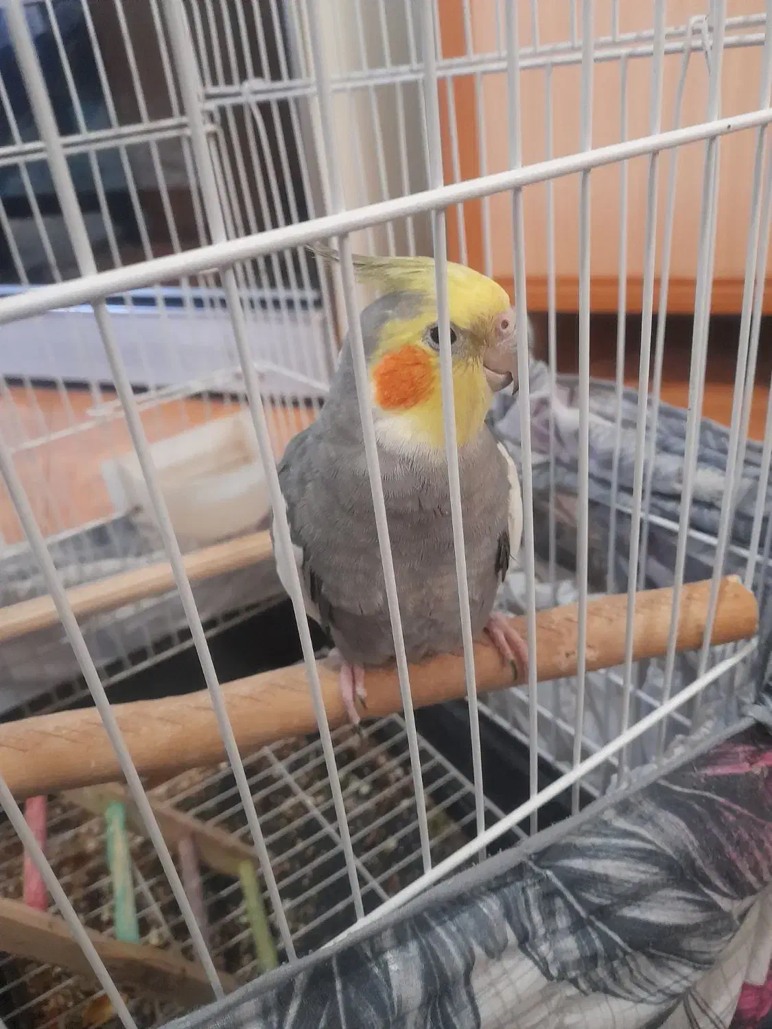 عروس هلندی باقفس کاملا دستی وسخن گوحرف میزنه|پرنده|پاکدشت, پاکدشت (مامازند)|دیوار