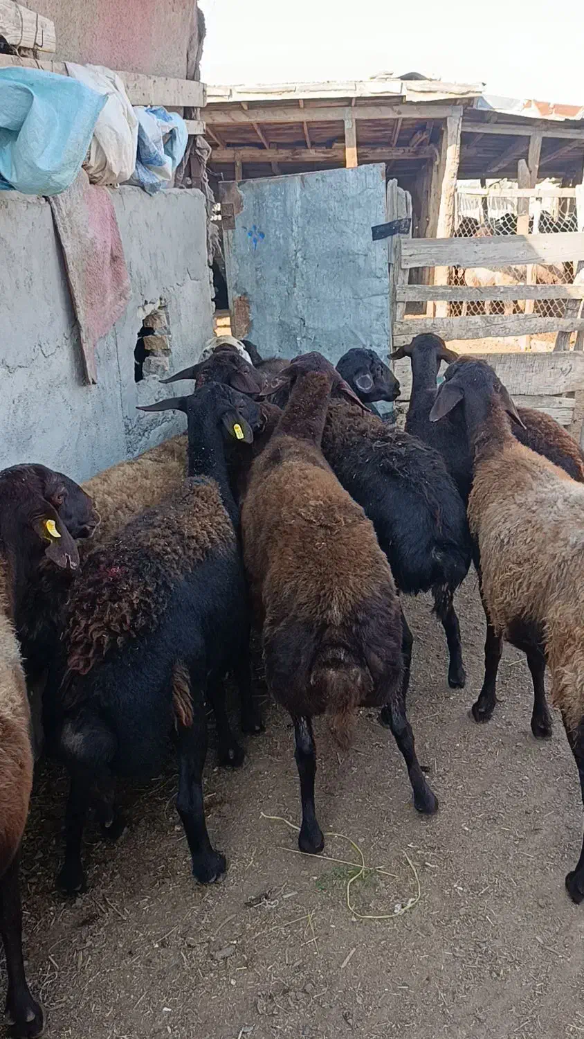 10راس گوسفند آبستن جوان سونو گرافیشده|حیوانات مزرعه|سیمین شهر, |دیوار