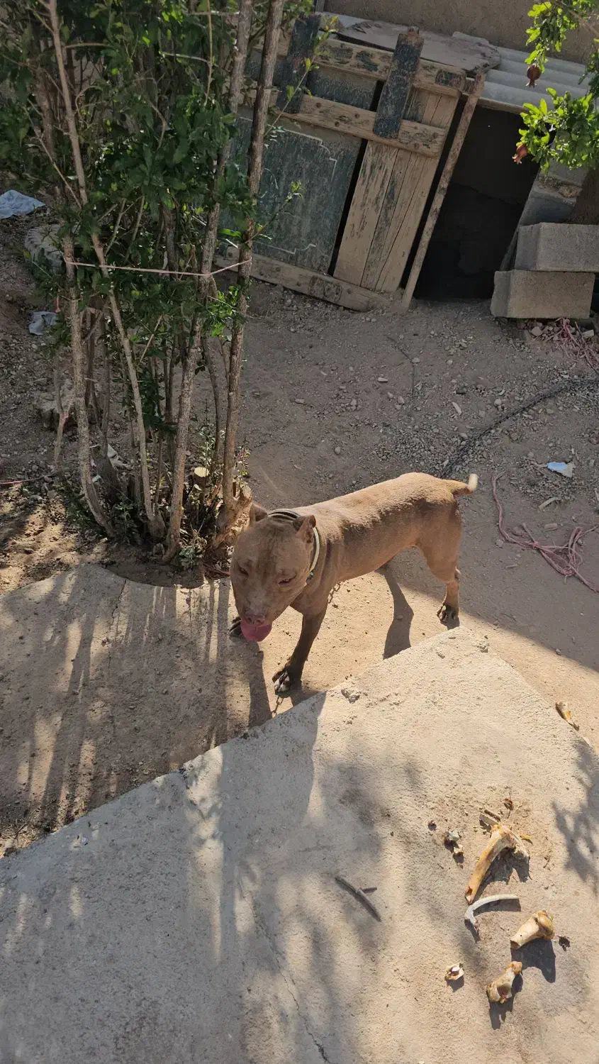 سگ پیت بول خط خونی|سگ|شهرضا, |دیوار