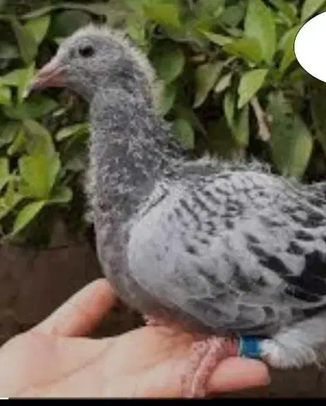 پلاکی|حیوانات|ساوه, |دیوار