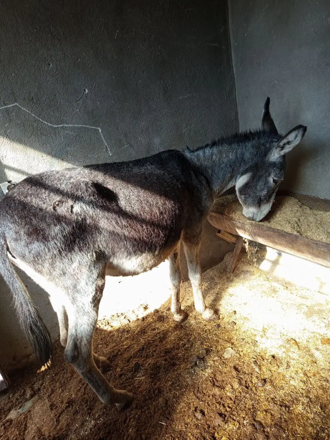 الاغ|حیوانات مزرعه|لوداب, |دیوار