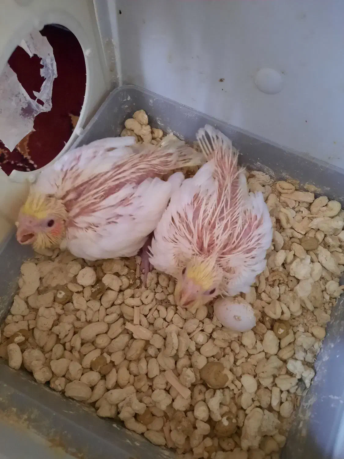 عروس هلندی|پرنده|کازرون, |دیوار