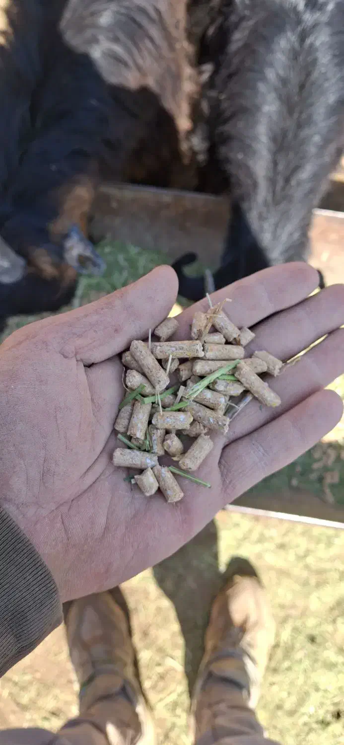 خوراک دام ویژه 15 کیسه|حیوانات مزرعه|پاسارگاد, |دیوار