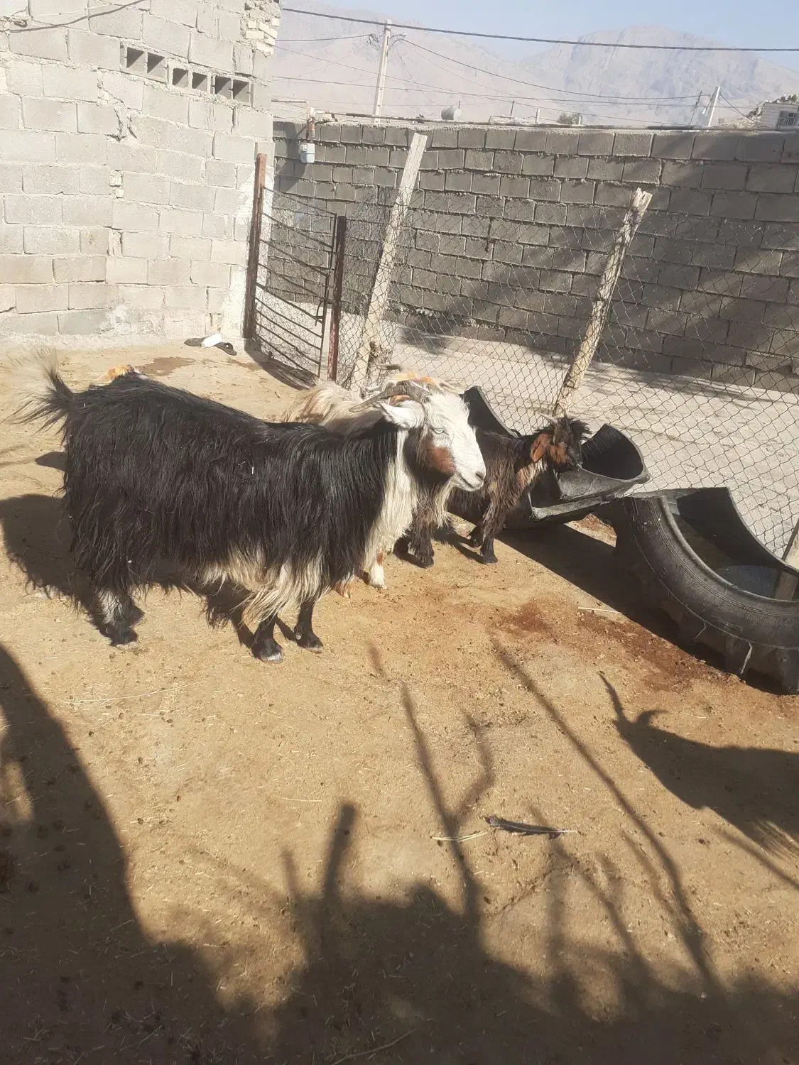 بیگ نرماده  بهده بز چاق|حیوانات مزرعه|ایذه, |دیوار