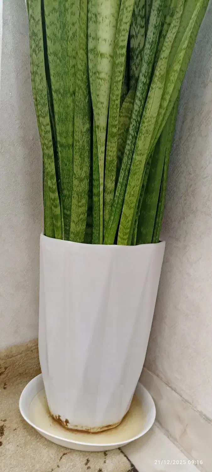 گل سانسوریای بزرگ باگلدون سرامیکی فقط 1750|گل و گیاه طبیعی|تربت‌حیدریه, شهرک ولیعصر|دیوار