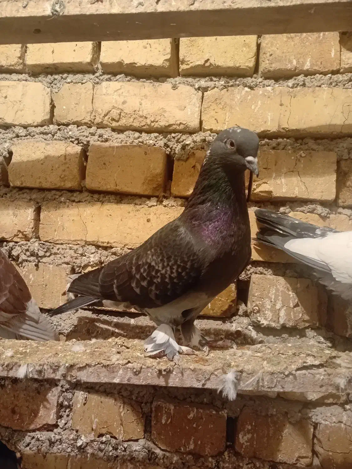 ۳عدد کبوتر خوب سالم|پرنده|ارومیه, |دیوار