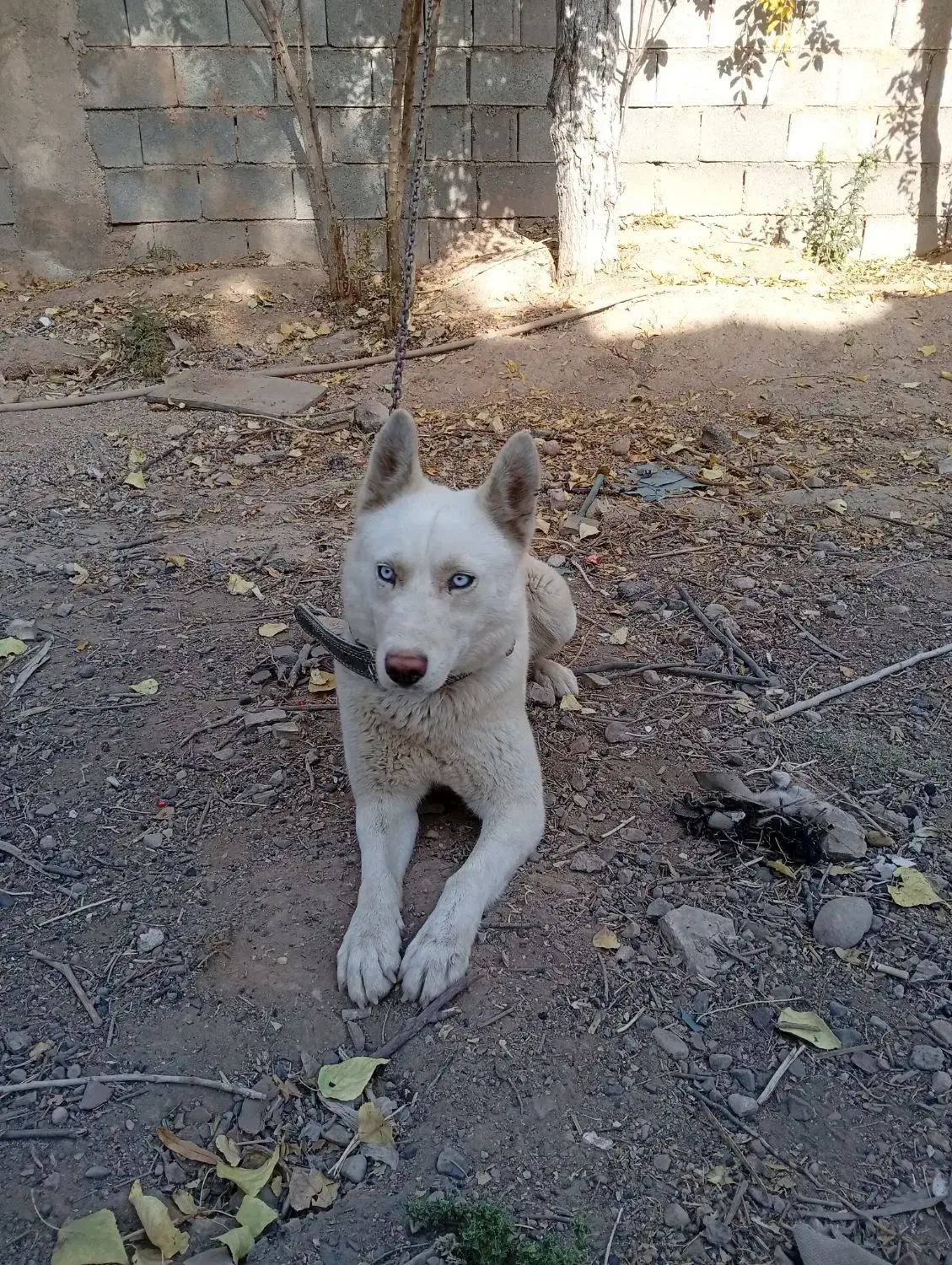 سگ هاسکی سفید بار دار|سگ|شیراز, گویم|دیوار