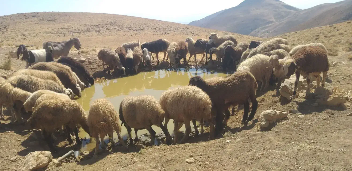 گوسفند معاوضه‌ای|حیوانات مزرعه|سنندج, |دیوار
