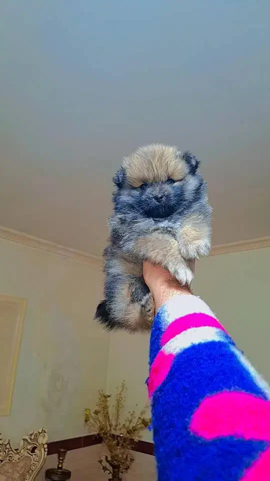 پامر خرسی عروسکی|سگ|رشت, دیانتی|دیوار