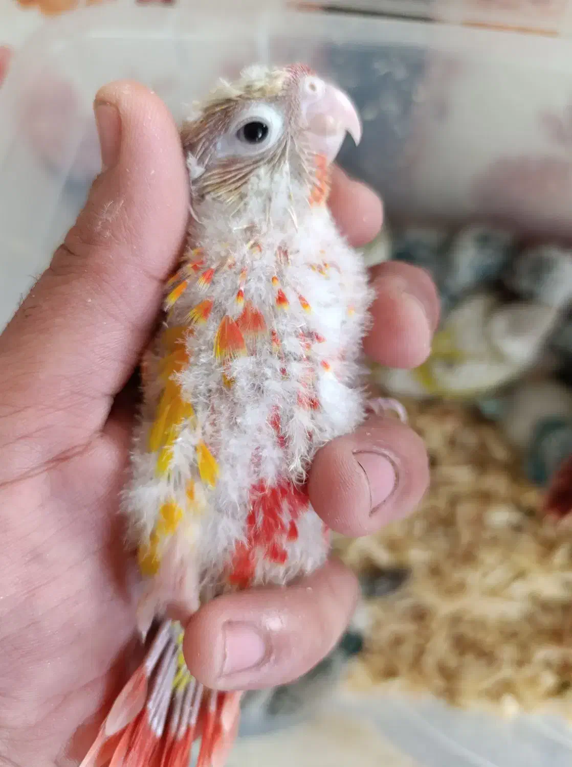 طوطی گرینچیک سرلاکی در رنگ های کلکسیونی|پرنده|قائمشهر, |دیوار