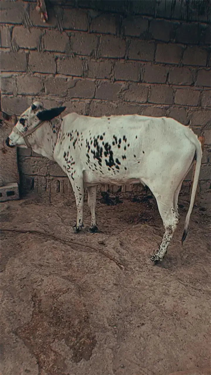 یک گاو ماده و یک گوساله نر قیمت توافقی|حیوانات مزرعه|قشم, |دیوار