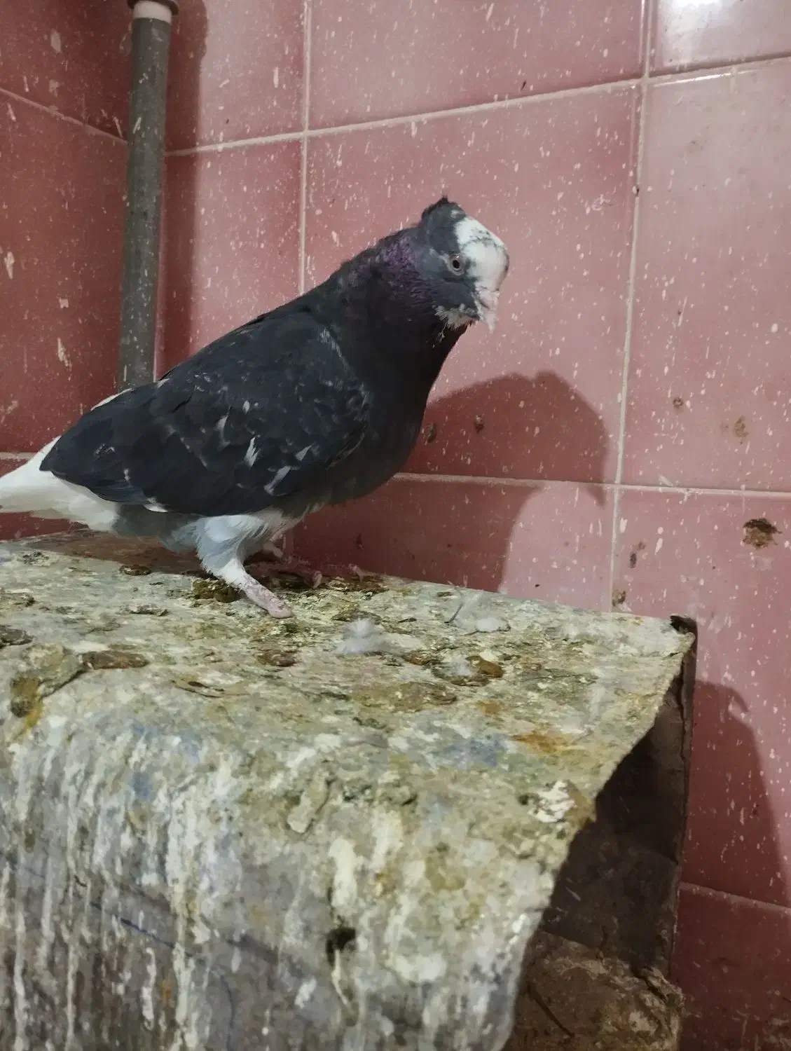 شازده|پرنده|زرندیه, |دیوار