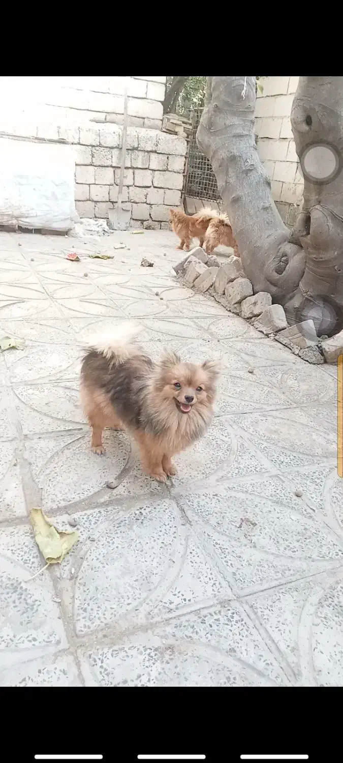 توله پامر اصل|سگ|صحنه, |دیوار