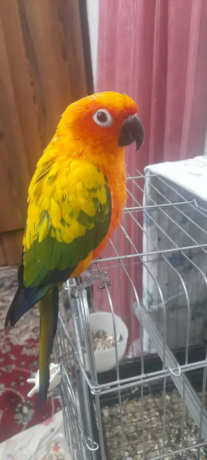 طوطی خورشیدی|پرنده|قائم‌شهر, |دیوار