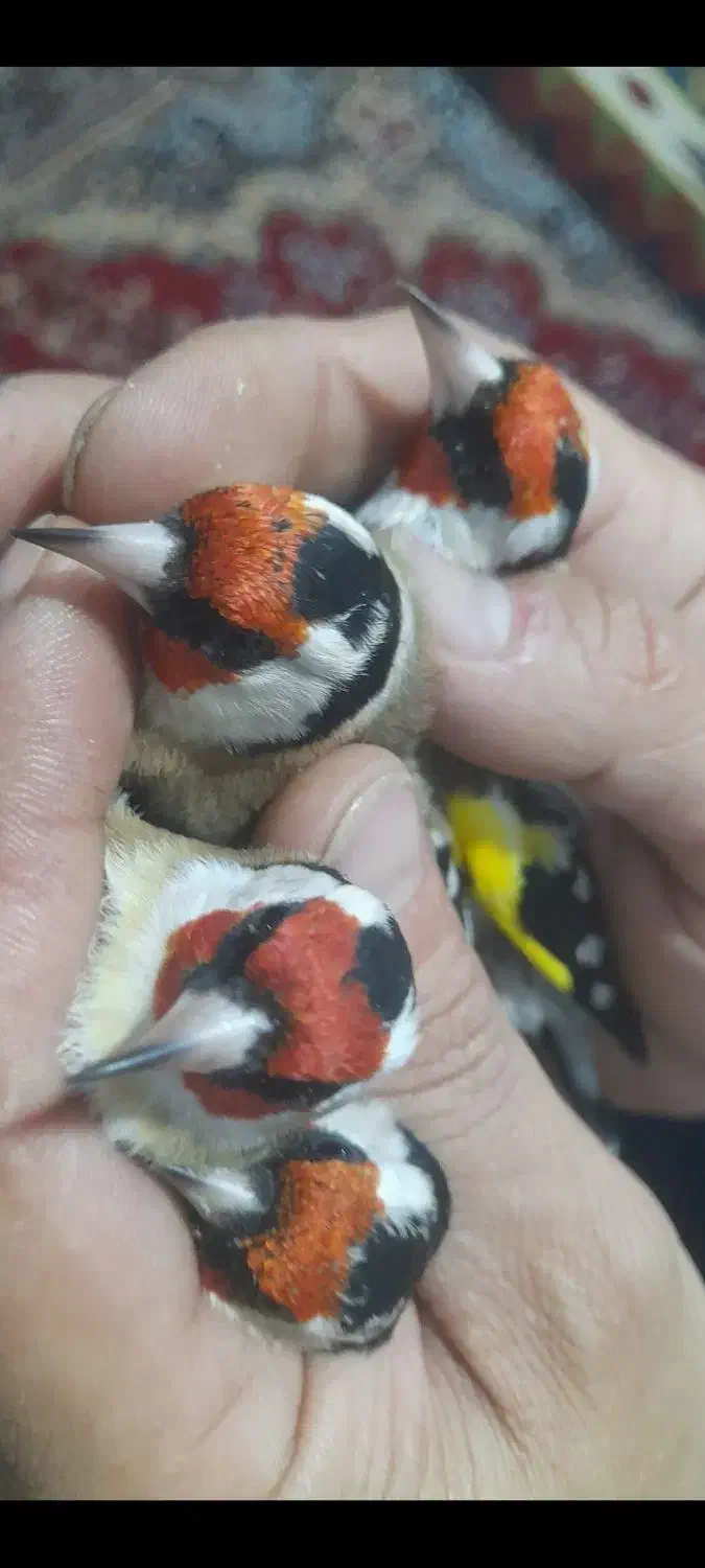 سهره سردشت|پرنده|همدان, |دیوار