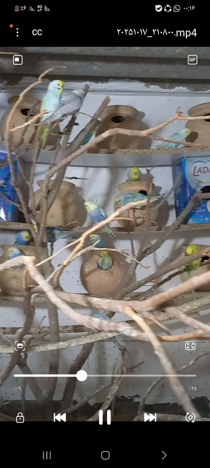 مرغ عشق رنگین کمانی|پرنده|گرگان, |دیوار