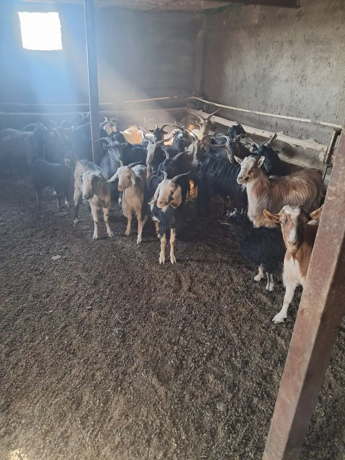 بز آبستن|حیوانات مزرعه|هشتگرد, خور|دیوار