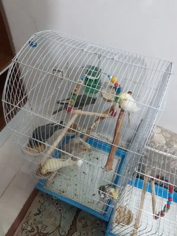 تعدادی عروس هلندی|پرنده|الیگودرز, |دیوار