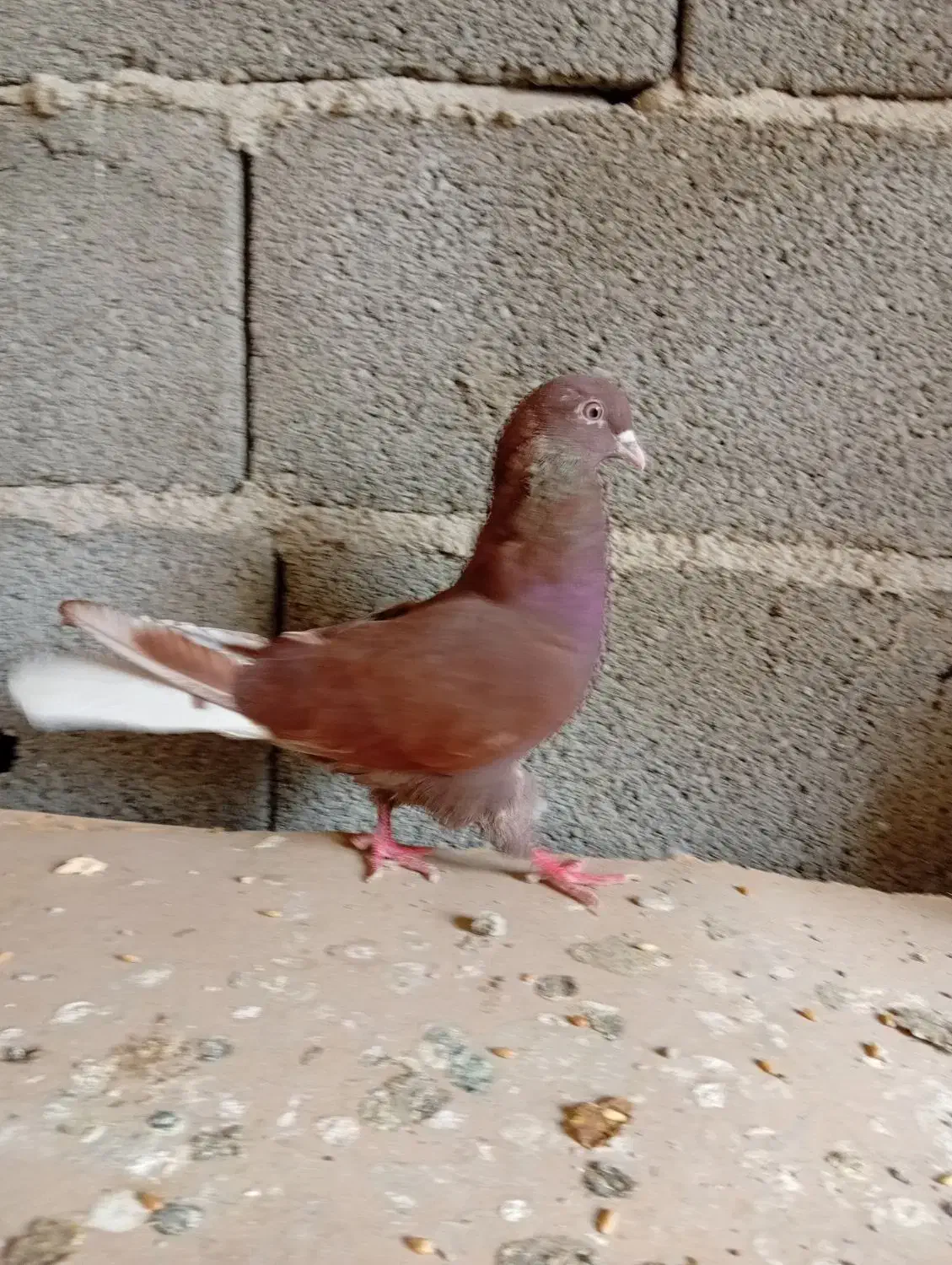 یه جوفت سرخ ویه کفتر دیگه سه تاش 750تومن|پرنده|شهریار, اصیل آباد|دیوار