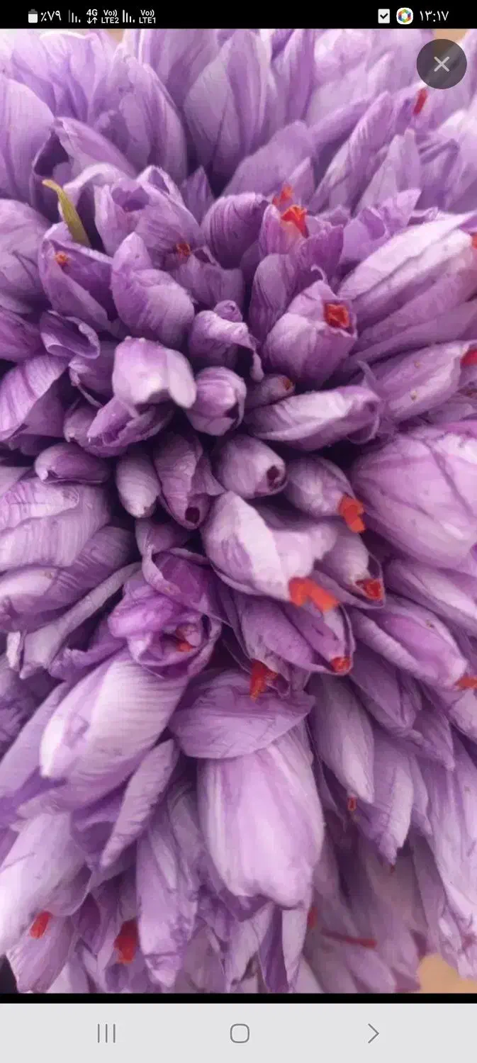 گل تربت حیدریه درجه یک|خوردنی و آشامیدنی|مشهد, کوی المهدی|دیوار