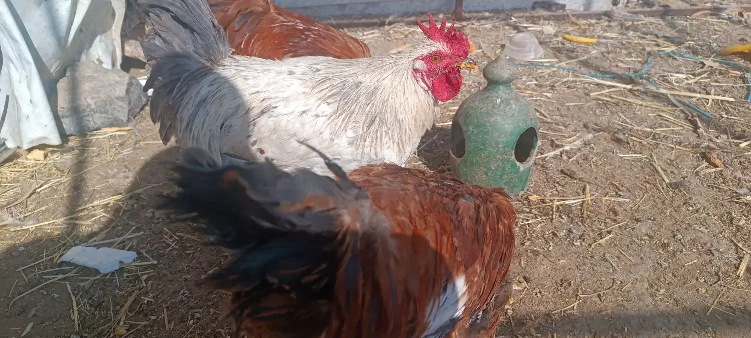 خروس گلپایگانی و گلین جوان|حیوانات مزرعه|قم, نخودی|دیوار