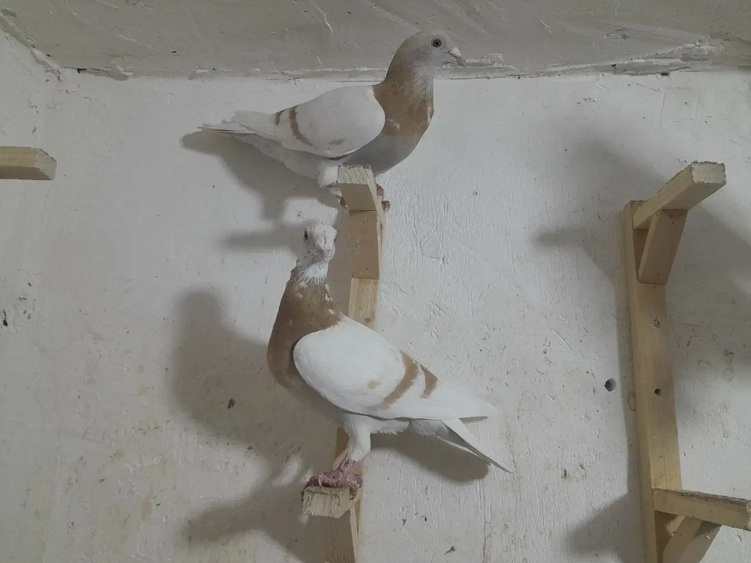 کرم خط سفید زرد گلالی|پرنده|برازجان, |دیوار