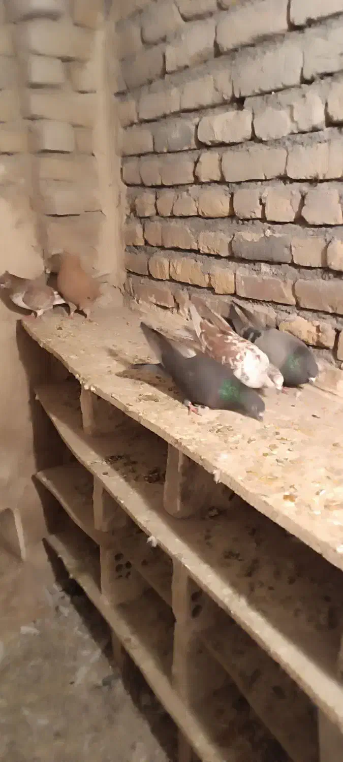 کبوتر پرشی|پرنده|خوی, |دیوار